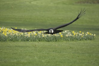 Andean condor (Vultur gryphus), flight, ground, flower meadow, new world vulture (Cathartidae),