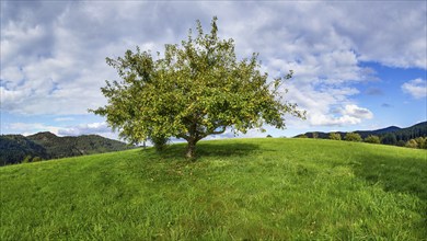 European wild apple (Malus sylvestris) with partly yellow leaves in autumn in Zell am Harmersbach,