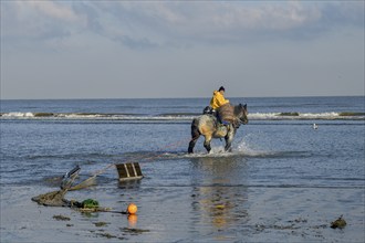 Horse fishermen with his trawl net catching Brown shrimp (Crangon crangon), Koksijde, North Sea