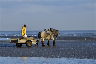 Horse fishermen on their way to fish for Brown shrimp (Crangon crangon), Koksijde, North Sea coast,