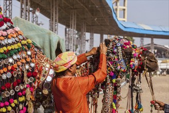 PUSHKAR, INDIA, NOVEMBER 22, 2012: Man decorating his camel for camel decoration contest at Pushkar