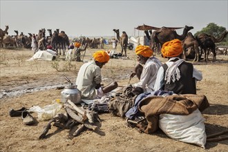 PUSHKAR, INDIA, NOVEMBER 20, 2012: Indian men and camels at Pushkar camel fair (Pushkar Mela),