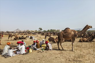 PUSHKAR, INDIA, NOVEMBER 21, 2012: Indian men and camels at Pushkar camel fair (Pushkar Mela),