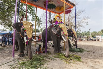 KOCHI, INDIA, FEBRUARY 24, 2013: Decorated elephants with brahmins (priests) in Hindu temple at