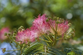 Flower and fruit clusters of the bastard tamarind (Albizia julibrissin), Provence, France, Europe