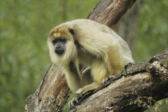 Black howler (Alouatta caraya), female, adult, captive