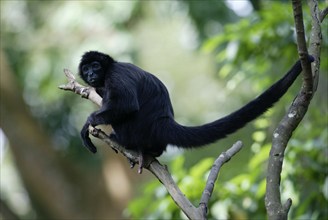 Black red-faced spider monkey (Ateles paniscus), lateral, side