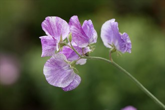 Vetch, old vetch (Lathyrus odoratus)