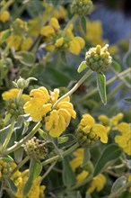 Jerusalem sage (Phlomis fruticosa), Crete, Greece, Europe