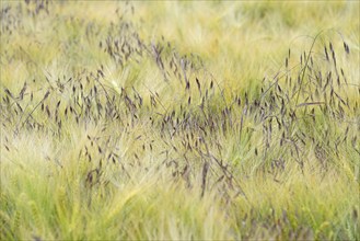 Cereal field, sweetgrass barren brome (Bromus sterilis) growing between barley (Hordeum vulgare),