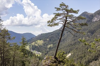 Tschamin Valley, South Tyrol, Italy, Europe