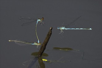 Small red-eyed damselfly (Erythromma viridulum), male and female on deadwood, Cupwinged Dragonfly