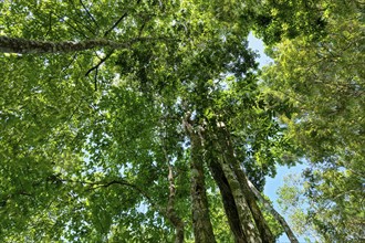 Giant tree in the flooded rainforest along the Rio Negro, Manaus, Amazonia State, Brazil, South