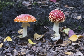 Fly agarics (Amanita muscaria), Emsland, Lower Saxony, Germany, Europe