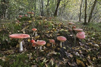 Fly agarics (Amanita muscaria), Emsland, Lower Saxony, Germany, Europe