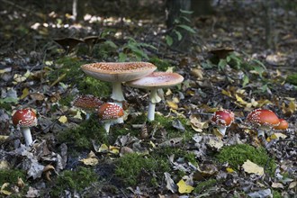 Fly agarics (Amanita muscaria), Emsland, Lower Saxony, Germany, Europe