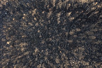 Burned Stone or Umbrella Pines (Pinus pinea) after a forest fire, aerial view, drone shot, Sierra