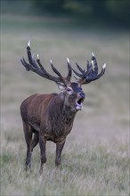 Red deer (Cervus elaphus), roaring with mud in antlers after wallowing stands in a meadow, Zealand,