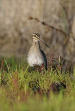 Common Snipe (Gallinago gallinago), Emsland, Lower Saxony, Germany, Europe