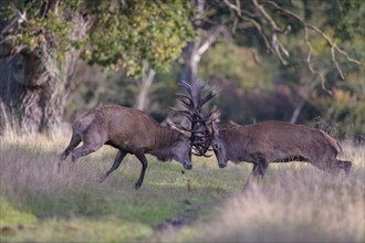 Red deer (Cervus elaphus), rutting fight of two capital stags in a meadow, Zealand, Denmark, Europe