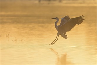 Grey heron (Ardea cinerea) in front of landing in the water, foggy atmosphere, Hesse, Germany,