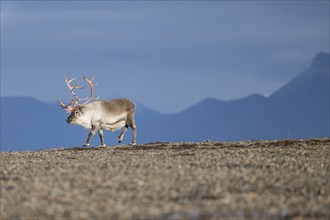 Svalbard Reindeer (Rangifer tarandus platyrhynchus), male, bull with blood-red antlers, tundra in