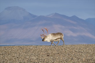 Svalbard Reindeer (Rangifer tarandus platyrhynchus), male, bull with blood-red antlers, tundra in