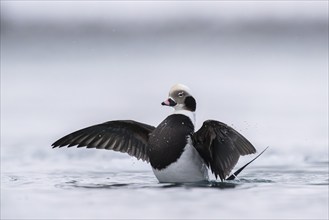 Long-tailed duck (Clangula hyemalis), male in splendid plumage with outstretched wings, Batsfjord,