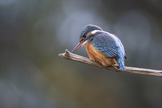 Common kingfisher (Alcedo atthis), Emsland, Lower Saxony, Germany, Europe