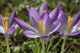 Crocuses (Crocus), crocuses, purple, Baden-Württemberg, Germany, Europe