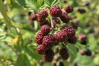 Blackberries (Rubus), unripe fruit, Baden-Württemberg, Germany, Europe