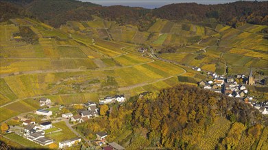 Vineyards in autumn, Mayschoß with parish church, red wine growing region Ahrtal, red wine of the