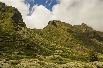 Teno Mountains, Tenerife, Canary Islands, Spain, Europe