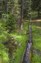 Wooden channel of the Kandelwaal, Martell, South Tyrol, Italy, Europe