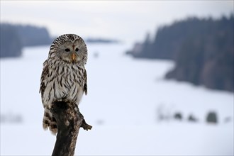 Ural Owl (Strix uralensis), adult, in winter, snow, perch, Bohemian Forest, Czech Republic, Europe