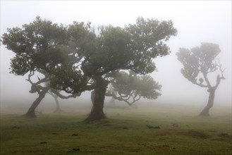 Laurel trees overgrown with moss and plants in the mist, old laurel forest (Laurisilva), stinkwood