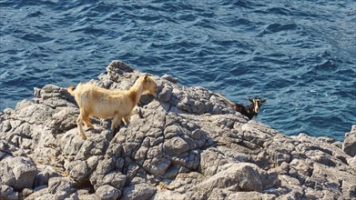 Goats (caprae) on grey rocks directly by the sea, Rodopou peninsula, West Crete, island of Crete,