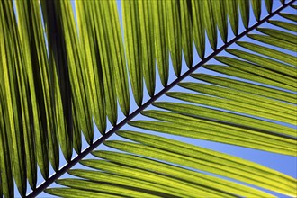 Structure of a palm frond, close-up, diagonal, backlight, background image