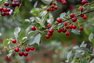 Cherries on a cherry tree, Mösbach, Black Forest, Ortenau district, Baden-Württemberg, Germany,