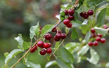 Cherries on a cherry tree, Mösbach, Black Forest, Ortenau district, Baden-Württemberg, Germany,