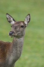 Red deer (Cervus elaphus) Portrait of a female during the rut, Allgäu, Bavaria, Germany, Europe