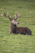 Red deer (Cervus elaphus) lying in a mountain meadow during the rut, Allgäu, Bavaria, Germany,