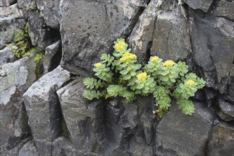 Goldmoss stonecrop (Sedum acre) flowers on a rock in the tundra, Lapland, Northern Norway, Norway,