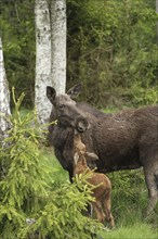 Elk Moose (Alces alces) cow with approx. 3 weeks old calf, South Sweden, Sweden, Scandinavia,