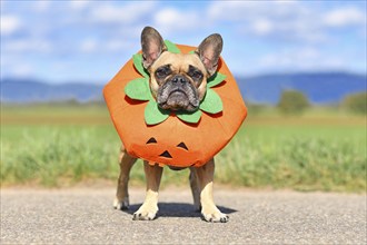 French Bulldog dog dressed up with funny pumpkin Halloween costume standing in front of blurry