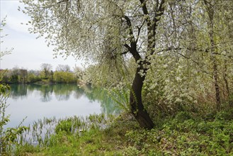 Flowering tree at Lake Vienenburg, Vienenburg, Goslar, Harz, Lower Saxony, Germany, Europe