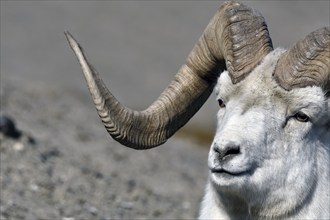 Dall sheep (Ovis dalli) or dall sheep, here a ram, detailed view, Sheep Mountain, Yukon Territory,