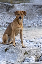 Beautiful mixed breed dog, Upper Bavaria, Bavaria, Germany, Europe