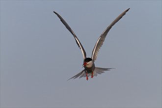 Common Tern (Sterna hirundo), flight study, animal in flight, Lower Saxon Wadden Sea National Park,