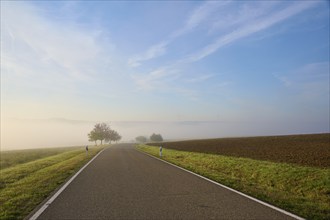 Road, Field, Fruit tree, Fog, Morning, Altertheim, Würzburg, Bavaria, Germany, Europe